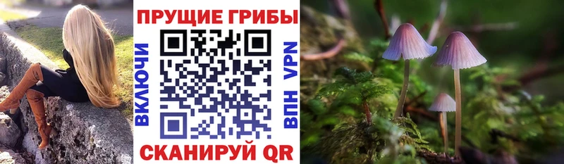 Псилоцибиновые грибы Psilocybe  Купить где  Гурьевск 